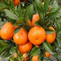 规格齐全 沙糖橘子苗 橘子树苗 存活率强苗木