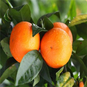 绵阳明日见柑橘苗 品种易成活 苗圃直销质量保证