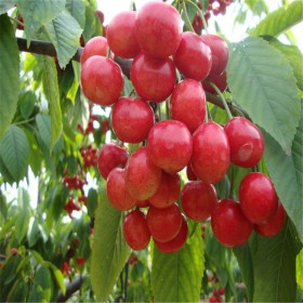 樱桃苗 品种齐全 口感脆甜 基地自产自销 保证成活率 量大从优