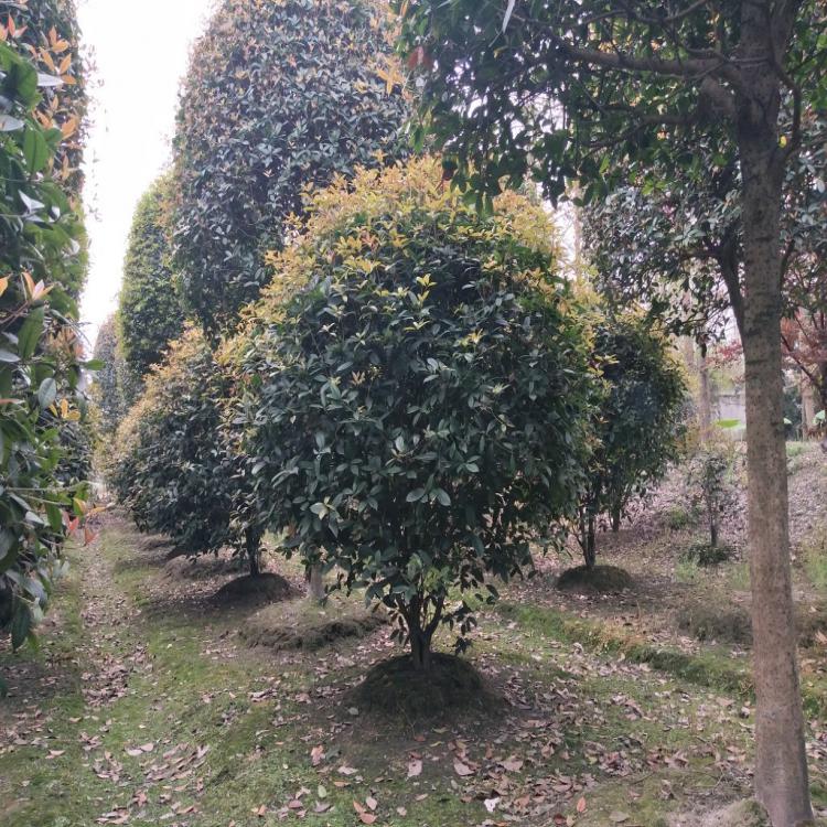 地笼桂花树 八月桂笼子 高度1.5-3米 自产自销上千株