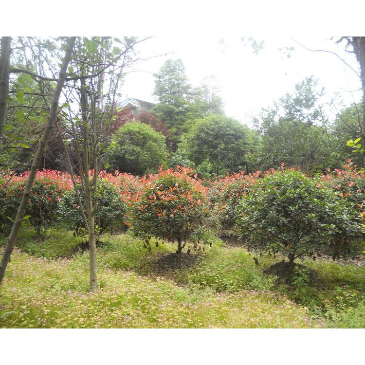 红叶石楠球 红叶石楠树 冠幅80公分-1米-1.2米 农户价