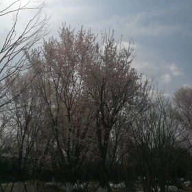 风景绿化樱花树 造型美观花色观赏强绿化树樱花树批发价格