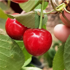 樱桃苗种植 大樱桃苗基地直销品质有保障 红灯樱桃苗