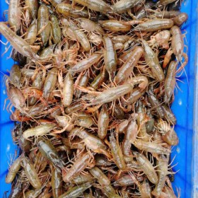 常年供应小龙虾种苗优质龙虾种苗批发培育基地龙虾种苗活体运输包成活率