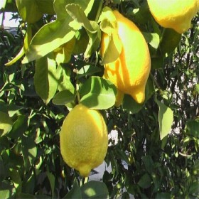 力克柠檬苗种植方法尤力克柠檬苗树苗嫁接谷丰农业厂家供应