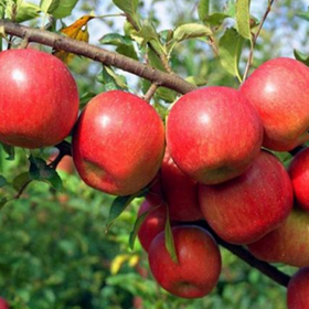 苹果树供应 品种规格齐全红肉苹果树苗柱状苹果苗