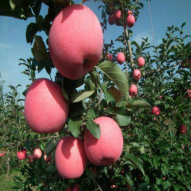 苹果树好品种 苹果树批发价格 新优品种 口感甜脆