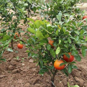 四川苗圃基地直发 优质果苗  香橙实生苗