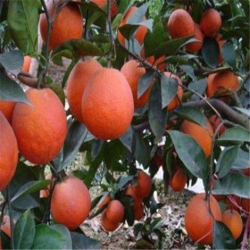 血橙苗 地栽盆栽橙子苗 南北方种植苗 早熟晚熟全国包邮