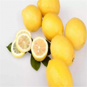 尤克力柠檬苗 盆栽客厅卧室 维生素丰富延缓衰老 基地直发