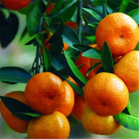 正宗超甜砂糖橘苗 四川橘子苗 精选种植优良品种