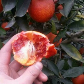 塔罗科血橙苗血橙苗批发优质柑橘苗批发现货供应