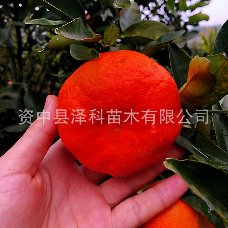 资中柑橘苗批发 进口柑桔新品种——代号：98-60号【明之源】