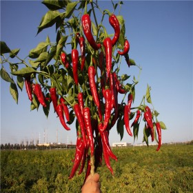辣椒种子种苗种植基地 抗低温 品种齐全  抗病性好