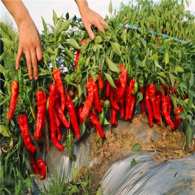 大果尖椒种苗 羊角椒辣椒种子 蔬菜基地 发货及时抗低温