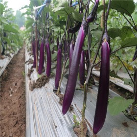 紫黑茄子种子 软糯 口感好 春秋栽 抗病率高-川椒种业