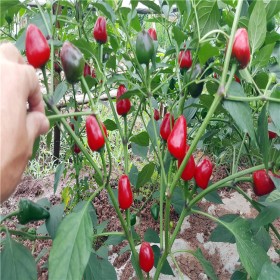 圆辣椒苗 种子 抗低温 结果率高 川椒种业