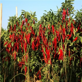 高产量辣椒种子批发 抗低温辣椒苗购买 川椒种植 全国发货