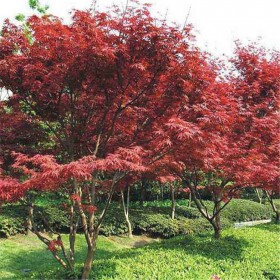 批发彩色树种日本红枫 花木基地直销美国红枫树 日本红枫树