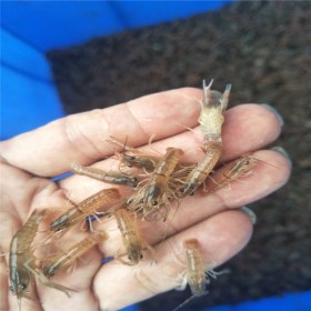 大型龙虾养殖基地 豪诚小龙虾 小龙虾养殖 龙虾养殖基地 淡水龙虾