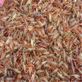 大量供应澳洲大龙虾苗 专业运输和服务  澳洲大龙虾苗养殖场