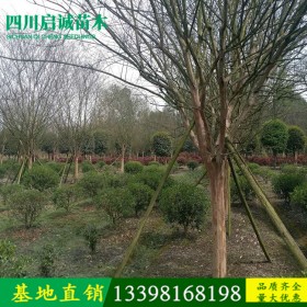 四川基地大量直销精品紫薇树 各种规格 品种齐全 量大有优惠 工程公园