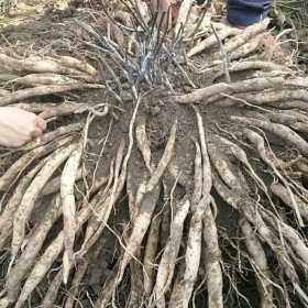 红花对叶百部苗种植基地 百部种苗直销 量大从优