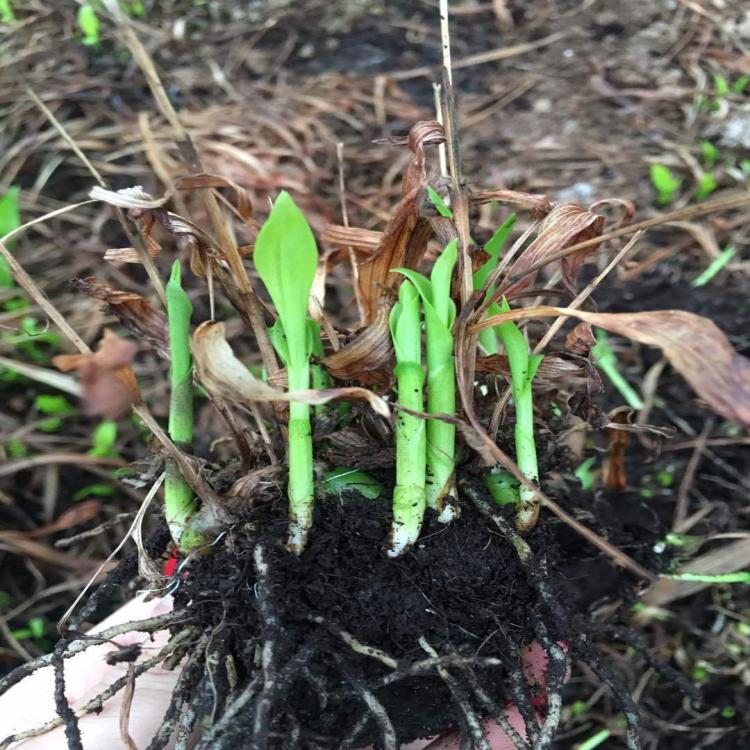 百部种植介绍