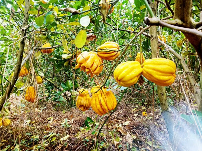 百部种植介绍