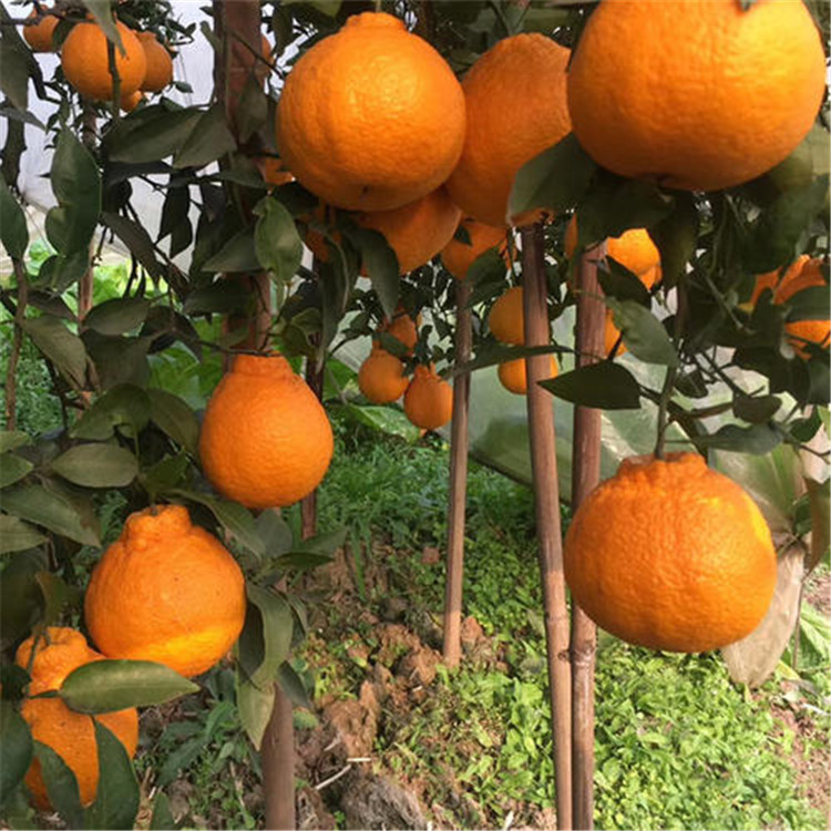 不知火柑橘苗 1