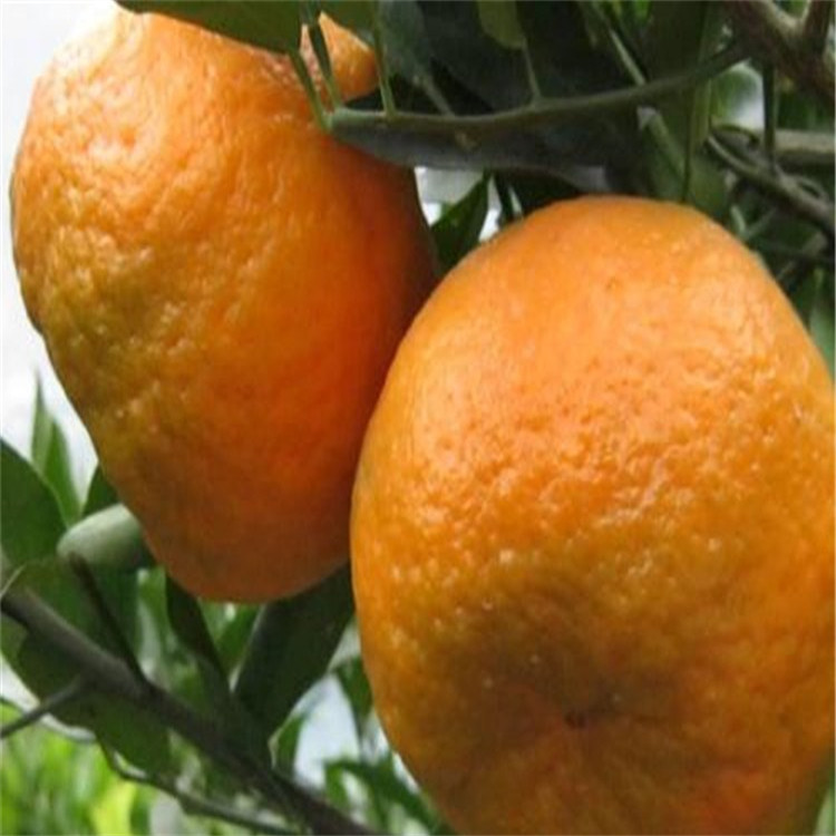 不知火柑橘苗 4