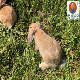 大型种兔养殖基地 游记兔 肉兔批发 上门挑选
