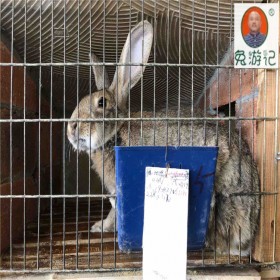 四川眉山兔子养殖基地 肉兔的养殖技术
