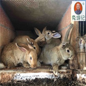 四川眉山兔子养殖 养殖场兔子