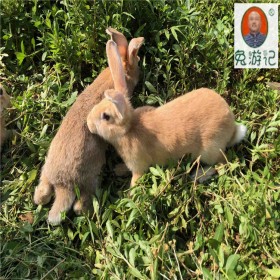 四川眉山兔业养殖 肉兔大型养殖场
