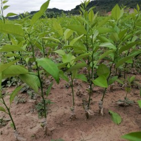 优质果苗 091无核沃柑苗 柑橘苗圃基地直发