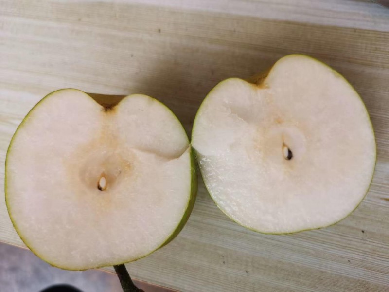 苹果苗批发 苹果苗种植技术要求 苹果苗建园 根系发达 当年结果苗
