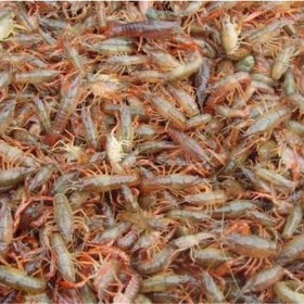 龙虾种苗 繁殖力强 龙虾虾苗基地 龙虾养殖周期短 投入低 效益高