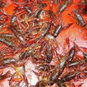 重庆龙虾种苗 繁殖力强 龙虾虾苗基地 龙虾养殖周期短 投入低 效益高