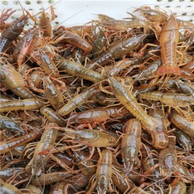 贵州小龙虾种苗 优质龙虾种苗批发 免费赠送养殖技术