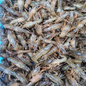 四川优质个头大小龙虾苗批发淡水小龙虾养殖
