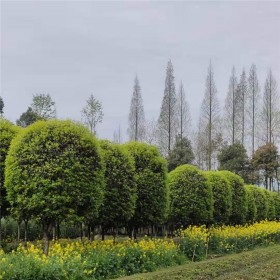 四川桂花树批发基地 8公分标准桂花树出售 量大优惠