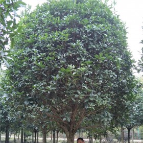 14公分标准桂花树 大量供应优质桂花 各种规格品种齐全 量大优惠