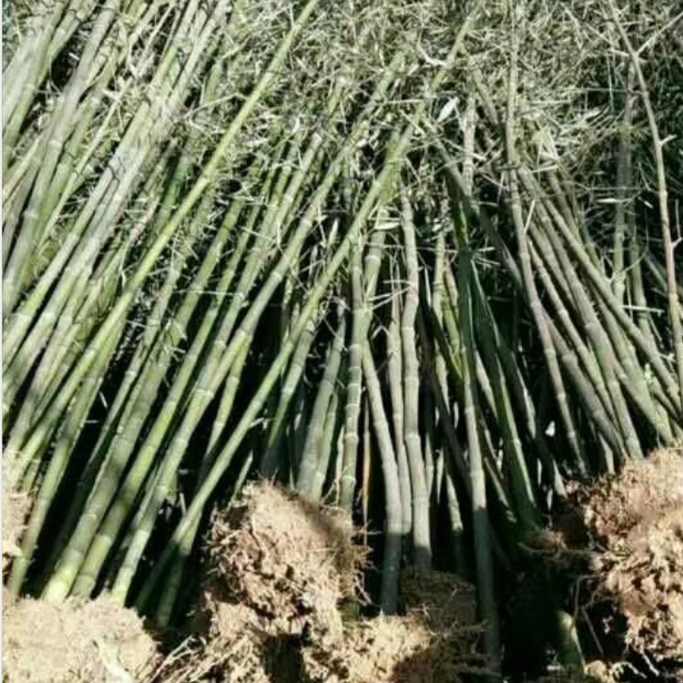 竹种1
