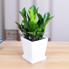 小型植物品种 室内阳台盆栽花卉 外形奇特宿根植物 观赏小盆栽基地批发