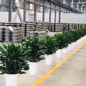 植物租摆案例 大型客厅办公室绿植租赁 植物租摆短租景观设批发