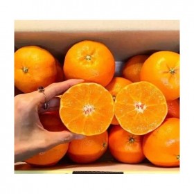 甘平柑橘苗品种介绍 新品种柑橘苗批发  晚熟柑橘苗的价格 厚强农业 基地直供