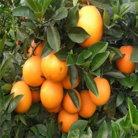 成都纽荷儿柑橘苗 厚强农业精心培育纽荷兰脐橙树苗