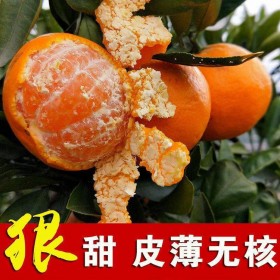 厚强农业批发3年生沃柑苗 特色苗木种植基地培育柑橘苗