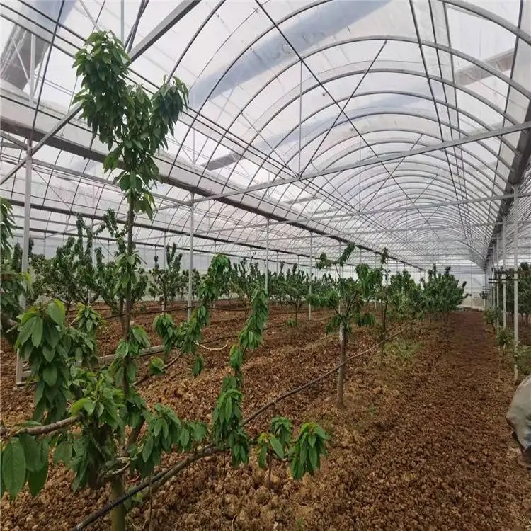 单栋大棚  花卉蔬菜育苗种植简易单拱棚  经济实用
